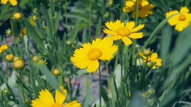 Alan sarı çiçekler çiçeği, yakın çekim. Yeşil yaprakları ile sarı çiçekler rüzgarda salıncak. Yaz ile sarı çiçekler açan alan. Arka plan bulanık, yumuşak seçici odak.