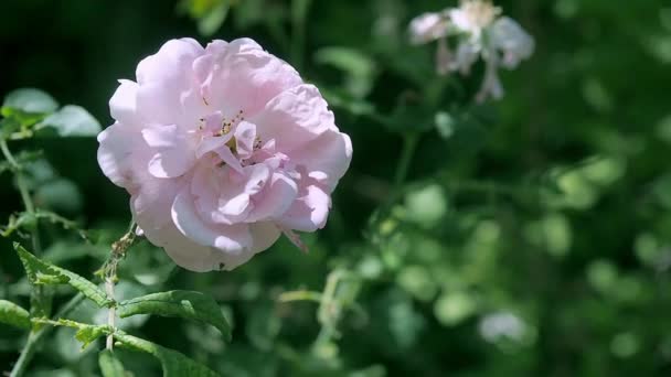 Крем кольорові рожеві гойдалки на вітрі в саду. Шампанське-кольорове трояндовий будинок на тлі зеленого листя, крупним планом. Роза цвіте влітку. Розмитий фон, м'який вибірковий фокус . — стокове відео