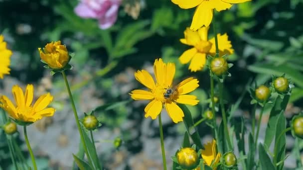 La abeja sobre la flor amarilla se acercan. La abeja recoge polvo de flores en el campo. Insectos volando sobre el campo floreciente en verano. Flores con hojas verdes de cerca. Fondo borroso, enfoque selectivo suave . — Vídeo de stock