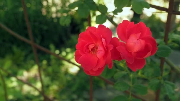 Dois botões vermelhos de rosa de perto. Duas rosas vermelhas contra o fundo de folhas verdes. Rosas vermelhas florescendo no jardim no verão. Rosário ao ar livre perto. Fundo desfocado, foco seletivo suave . — Vídeo de Stock