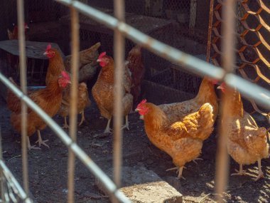 Hencoop tavuk sürüsü tarih seçici yumuşak odak. Kahverengi tavuk ev wirecloth piliç. Görüntü kahverengi tavuk çiftlikte wirecloth arkasında. Tavuklar mısır hencoop içinde cüce..