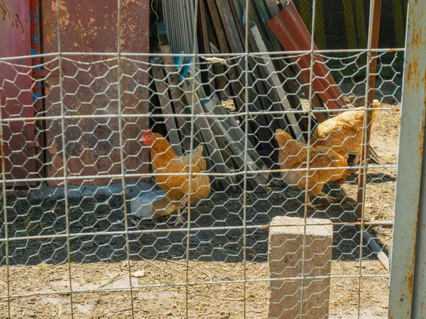 Drei Hühner, die auf dem Hof der Hühnerei spazieren gehen. Bild von drei Hühnern hinter Drahtdecke des Scheunenhofs. Hühner picken Mais im Hühnerstall. Gruppe brauner Hennen im Hühnerstall. — Stockfoto
