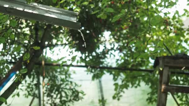 Chuva lavagem fluindo para baixo o bico de chuva de lata, vista de perto. Escorra água no fundo de ramos verdes de árvores de fruto. Fruit Grove durante a chuva. Fundo desfocado. Foco seletivo suave . — Vídeo de Stock