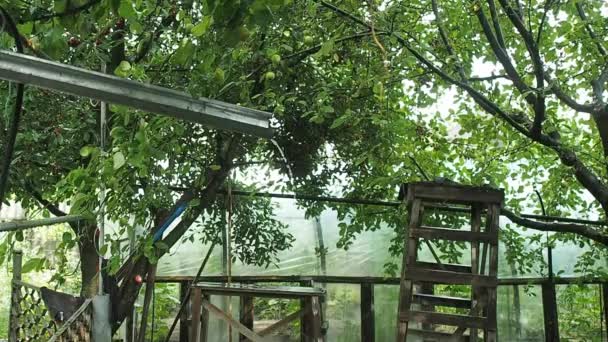 Rain in the private garden. Rainwater flowing down the rainspout. Drops of rain on branches of apple trees and cherry trees. Wooden stairs in fruit grove. Soft selective focus. Medium shot. — Stock Video