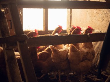Kahverengi tavuk hencoop parlak pencere karşısında. Kahverengi tavuk güneşli pencere arka planı fotoğraflandı. Yumuşak, seçici odak. Pencerenin yanında kahverengi tavuk Grup.