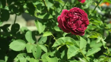 Tespih çiçekli Bordo kırmızı gül kapatın. Bahçede yeşil yaprakları ile koyu kırmızı gül. Çiçek çiçek gül içinde. Bordo kırmızı gül-çiçek açan tomurcuk. Arka plan bulanık, yumuşak seçici odak.