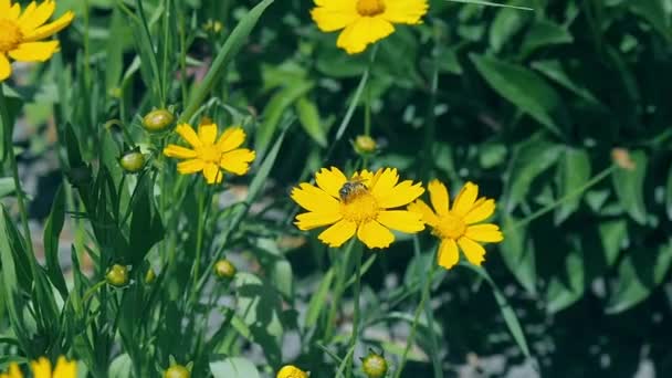 蜜蜂飞过田野上的黄花, 收集花尘, 合上。黄色的花朵有绿叶, greenth 的背景。背景模糊, 软选择性聚焦. — 图库视频影像