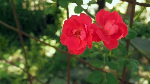 Roses rouges balancent dans le vent dans le jardin. Deux boutons de roses rouges fleurissent de près. Chapelet extérieur en été. Roses rouges sur fond de feuilles vertes. Fond trouble, mise au point sélective douce . — Video