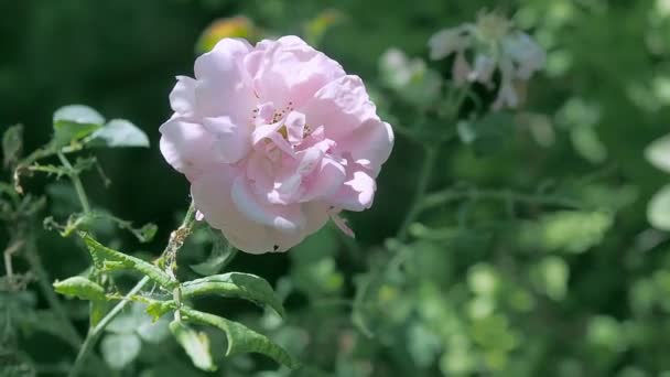 Cream coloured rose-bud flowering in rosarium, close up. Champagne-coloured rose with green leaves blooming in the garden. Rose blossoms in rosary. Blurred background, soft selective focus. — Stock Video