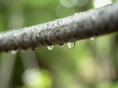 Ağaç dalı yağmur parlayan tam bahçede düşerse, görünümü kapatın. Gün ışığı yağmur damlaları ile pırıl pırıl bitki dalı. Yağmur sonra ağacı dalı. Arka plan bulanık. Yumuşak seçici odak.