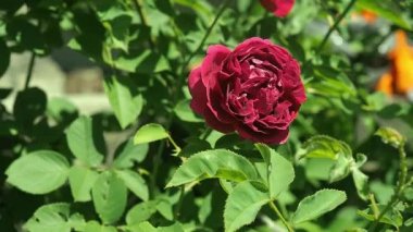 Bordo kırmızı gül gül Rüzgarda sallanır. Koyu kırmızı gül yeşil yaprakları, arka planı kapat. Bordo kırmızı bush çiçekli bahçe yükseldi. Arka plan bulanık, yumuşak seçici odak.