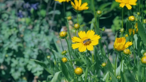 Bee collects farina in the garden close up. Yellow flowers blooming in the garden at summer. Field of yellow flowers and greenth swing in the wind, close up. Blurred background, soft selective focus. — Stock Video