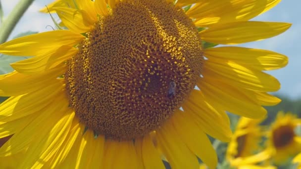 Stäng upp syn på bee samla farina från solros. Sunflower blooming i jordbruksområdet på sommaren. Gul solros kronblad svänga i vinden. Suddig bakgrund. Mjuk selektivt fokus. — Stockvideo