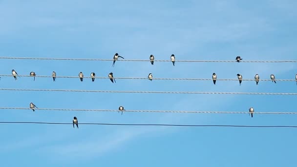 Hejno ptáků sedí na elektrické dráty. Černá a bílá ptáci zaznamenané při prinking. Ptáci na pozadí modré letní oblohy.