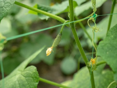 Küçük salatalık bahçesinde, yeşil salatalık yapraklarda büyüyen görünümü kapatın. Açık alanda yaz büyüyen. Yeşil salatalık sebze yama üzerinde bırakır. Arka plan bulanık. Yumuşak seçici odak.