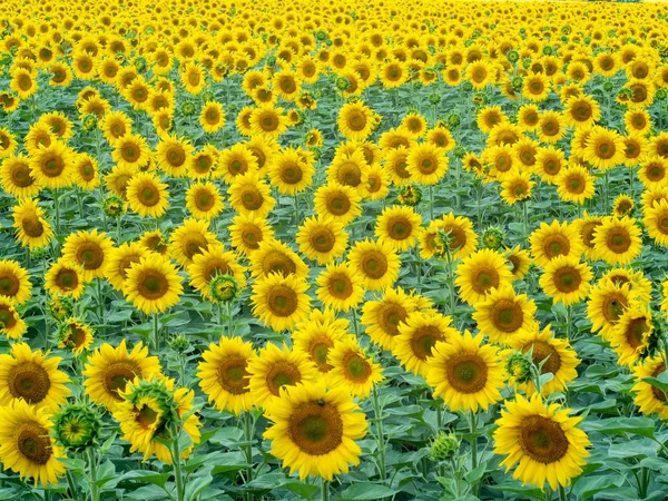 Background of sunflowers field, medium shot. Rural landscape at summer. Yellow sunflowers with green leaves blossoming at agricultural farm. Blurred background. Soft selective focus.