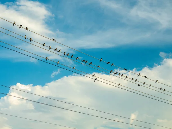 Flock of birds are sitting on electric wires against the background of cloudy sky. Blue sky covered with big white clouds. Black and white birds and summer sky background.