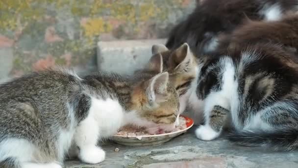 Group of little kittens eating from a saucer, close up view. Tame animal recorded while eating at courtyard. Family pets. Domestic animals. Blurred background. Soft selective focus. — Stock Video