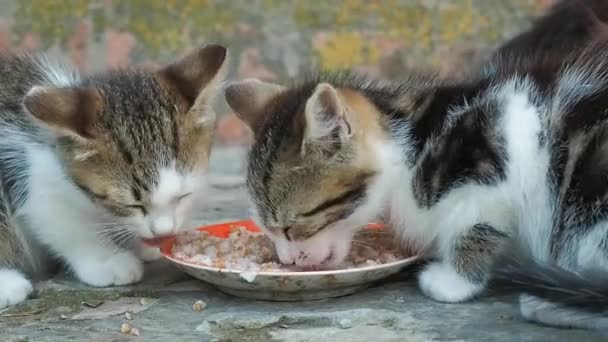 Nahsicht auf zwei kleine Kätzchen, die Katzenfutter von einer Untertasse essen. Haustiere im privaten Hof. Haustiere, die mit großem Vergnügen essen. verschwommener Hintergrund. Weiche selektive Fokussierung. — Stockvideo