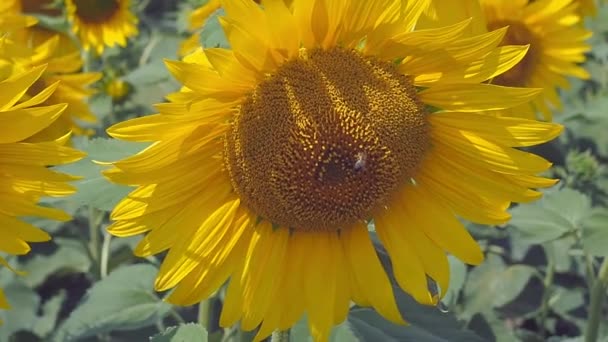 Sunflowers blossoming in agricultural field at summer, close up view. Bee collecting pollen from the head of sunflower. Yellow sunflowers with green leaves. Blurred background. Soft selective focus. — Stock Video