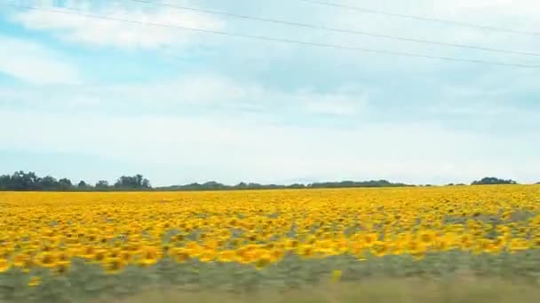Campo di girasole registrato durante la guida di una macchina. Natura paesaggio panoramico. Campo agricolo giallo con linea di legno verde sotto cielo nuvoloso blu. Paesaggio rurale in estate . — Video Stock