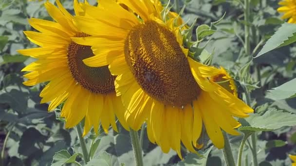 Vue rapprochée sur deux capitules de tournesol poussant dans un champ agricole. Abeille ramassant farina du tournesol. Tournesols aux feuilles vertes balançant dans le vent. Fond flou. Concentration sélective douce .