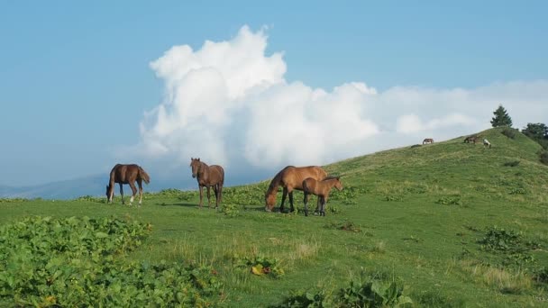 一群马在山地牧场上放牧。很长的一枪喀尔巴阡山山在夏天。草地上的马。地平线上的白色积云。乌克兰自然风景。背景模糊. — 图库视频影像