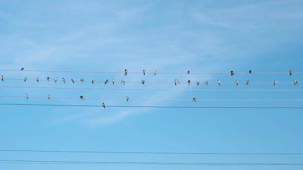 Pájaros blancos y negros sentados en cables eléctricos y rociando. Cielo azul cubierto de nubes claras. bandada de aves y cielo de verano . — Vídeos de Stock