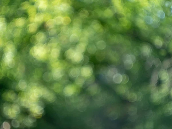 Abstract wazig zicht op park lente en zomerseizoen. Intreepupil groene bladeren. Achtergrond met ingang van bokeh. Zonnige foto van aard onscherp — Stockfoto