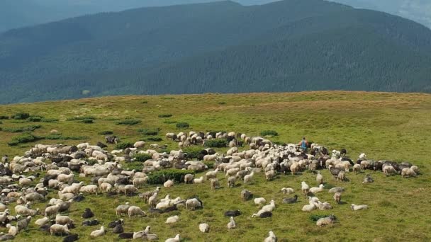 Herdmen en kudde schapen op de weide van de berg. Extreem lange opname. Kudde schapen grazen op grasland. Karpaten gebergte in augustus. De hellingen bedekt met groene bomen. Onscherpe achtergrond. — Stockvideo