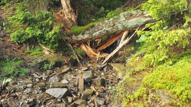 Berg stoom stroomt naar beneden in de kloof. Karpaten bergen in de zomer, Oekraïne. Landschap van stoom, grijze keien, groene planten en gebroken grenen. Middellange schot. Onscherpe achtergrond. Zachte selectieve aandacht. — Stockvideo