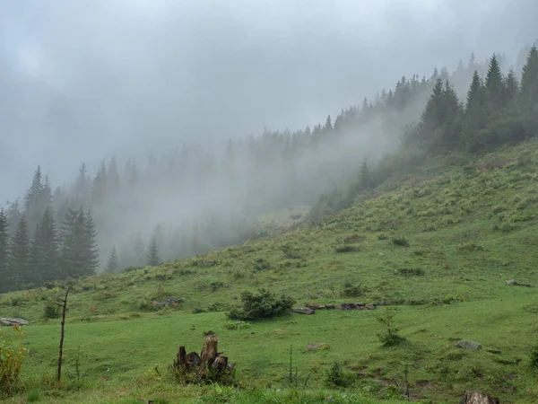Yağmurlu bir gün dağ arazide. Karpatlar dağlar, Batı Ukrayna. Köknar ve çam yamaçlarda. Ukraynalı doğa manzara. Yeşil bitkiler otlakta. Yoğun bulutlar gökyüzünde. Arka plan bulanık.