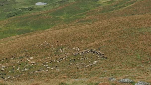 Un troupeau de moutons marchant sur les prairies. Les moutons paissent sur les collines des Carpates en été. Très loin. Fond flou. alpages pâturages couverts d'herbe luxuriante . — Video