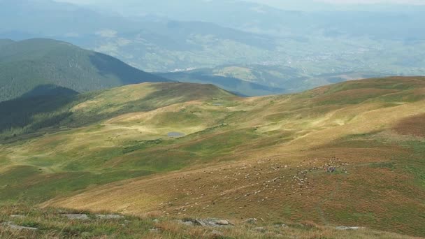 喀尔巴阡山脉, 乌克兰。超长的射门。羊群在山地牧场上行走。乌克兰自然背景。群山覆盖着郁郁葱葱的草地和树木。背景模糊. — 图库视频影像