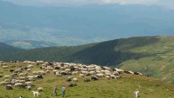 Deux bergers conduisant un troupeau de moutons dans le pâturage. Paysage des montagnes des Carpates. Extrêmement loin. Les chiens gardent le troupeau de moutons. Paysage naturel ukrainien. Fond flou .