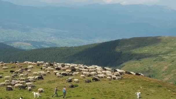 Два вівчарями, водіння стадо овець вниз гірських пасовищ. Краєвиди Карпатських гір. Екстремальний довгий постріл. Собаки, які охороняли Отара овець. Краєвид української природи. Розмитість фону. — стокове відео