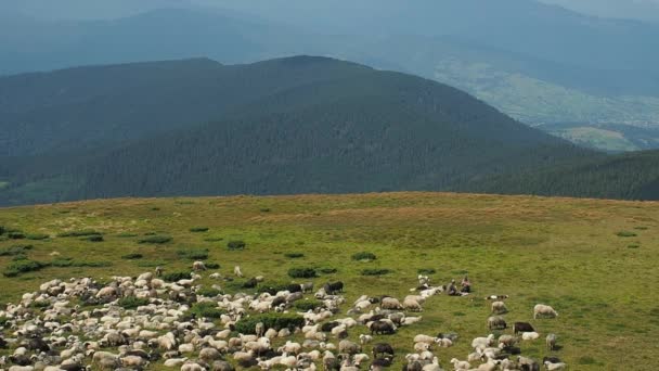 Dva herdmen se psy hlídat stádo ovcí. Zelené pastviny v pohoří Karpat v létě. Extrémní záležitost. Ovce pasou na pastvinách. Ukrajinská příroda krajina. Rozmazané pozadí. — Stock video