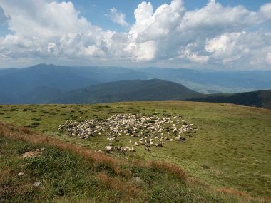 Herdman çalıştığım dağda koyun sürüsü Yaylası. Karpatlar dağlar manzara Ağustos, Batı Ukrayna. Mavi gökyüzü ile büyük beyaz kümülüs kaplı. Yamaçlar yoğun orman ile. Arka plan bulanık.