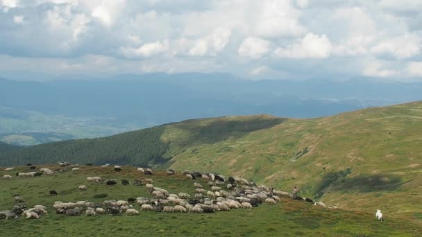 Zwei Hirten treiben eine Schafherde die grünen Hügel hinunter. große weiße Wolken über den grünen Karpaten. Extremer Weitschuss. Ukrainische Landschaft. Viehweide im Sommer. verschwommener Hintergrund. — Stockvideo