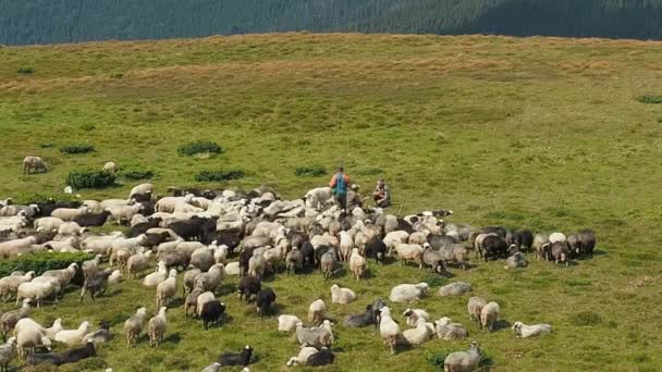 Trzy herdmen z tendencją stado owiec. Stado owiec, pasące się na zielonych wzgórz. Bardzo długie ujęcie. Karpaty pastwiska w lato. Ukraiński krajobrazu wiejskiego. Niewyraźne tło. — Wideo stockowe