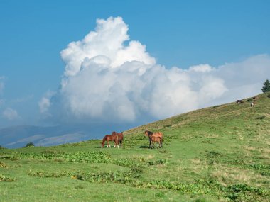 At sürüsü yaz dağ mera üzerinde otlatma. Karpatlar dağlar, Batı Ukrayna. Atları otlakta. Mavi gökyüzü ile büyük beyaz kümülüs. Ukraynalı doğa manzara. Arka plan bulanık.