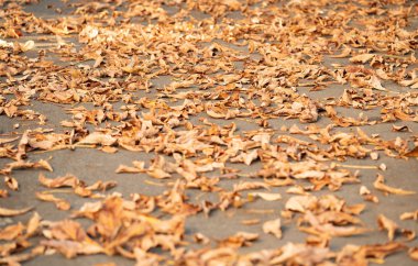 Solmuş kahverengi yapraklar sonbaharda ormandaki asfalt yolda Döşeme görünümü kapatın. Solmuş yapraklar arka plan düşmüş. Brown yolda bırakır. Ahşap Güz. Arka plan bulanık. Seçici yumuşak odak.