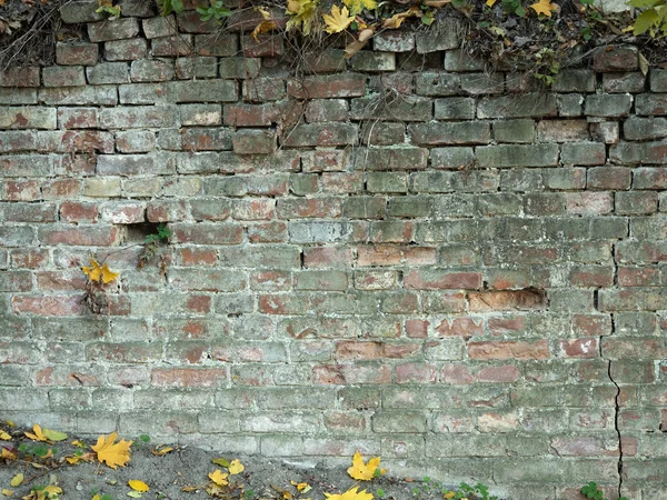 Старая кирпичная стена с засохшим альпинистским заводом, закрытый вид. Желтые листья около кирпичной стены осенью. Древняя треснувшая кладка, винтажный фон. Винтажная красная кирпичная текстура . — стоковое фото