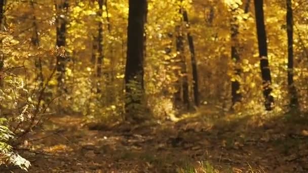 Φύλλωμα πτώσης σε Φθινοπωρινό δάσος. Μεσαίο πλάνο. Η κάμερα κινείται κοντά στο έδαφος. Φθινοπωρινή φύση φόντο. Οκτωβρίου ξύλο τοπίο. Κίτρινα φύλλα που πέφτουν. Θολή φόντο. επιλεκτική απαλή εστίαση. — Αρχείο Βίντεο