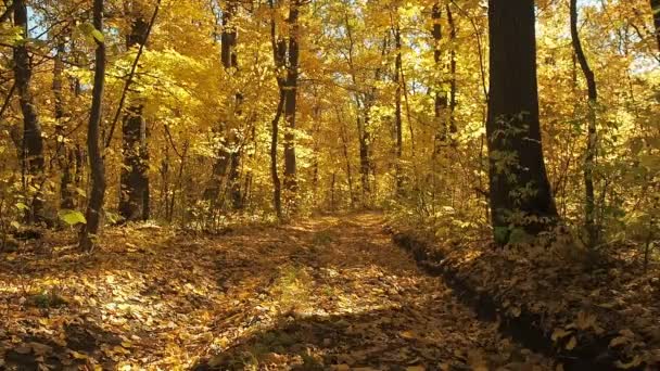 Chemin de terre couvert de feuillage jaune dans la forêt d'automne. Un tir moyen. Paysage forestier d'automne. Nature sauvage fond. Arbres à feuilles jaunes en bois. Fond flou. Mise au point sélective .