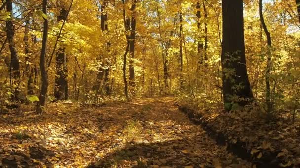 未舗装の道路は秋の森で黄色の葉で覆われています。ミディアム ショット。秋の森の風景です。野生の自然の背景。木に黄色い葉を持つ木です。背景をぼかし。選択的なソフト フォーカス. — ストック動画