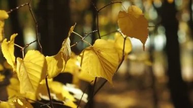 Rüzgarda sallanan ağaç dalı sarı yapraklarda. Yakın çekim. Sonbahar manzara bokeh etkisi ile. Doğa arka plan. Beyaz ve altın bokeh. Arka plan bulanık. Seçici yumuşak odak.