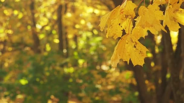 秋天森林景观。黄叶在风中摇曳, 具有波克效应。近距离拍摄。秋天自然背景。秋天的叶子在十月木头。背景模糊。选择性软聚焦. — 图库视频影像