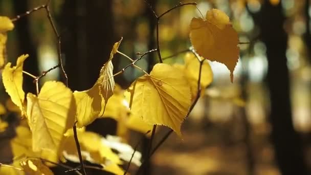 Foglie gialle sul ramo dell'albero oscillano nel vento. Un tiro ravvicinato. Paesaggio autunnale con effetto bokeh. Sfondo naturale. Bokeh bianco e dorato. Sfondo sfocato. Focus selettivo morbido . — Video Stock