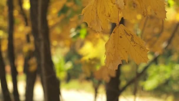 Žluté listy houpat ve větru v podzimním lese. Zavřete výstřel. Podzimní lesní krajina s efektem bokeh. Přírodní pozadí. Žlutá a zelená bokeh. Rozmazané pozadí. Selektivní rozostřený.